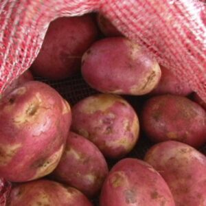papa-super-chola-matundafruits